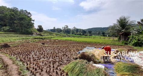 Tahun Ini Target Tanam Padi Sawah Dan Ladang Di Kabupaten Sukabumi 146