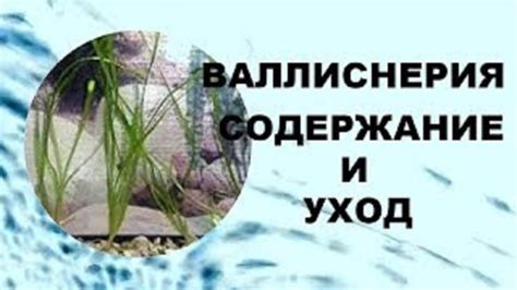 Валлиснерия содержание и уход в аквариуме. Аквариумное растение для ...