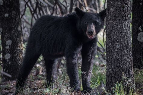 Nature Notes Wildlife Managers Share Lessons For Living With Black