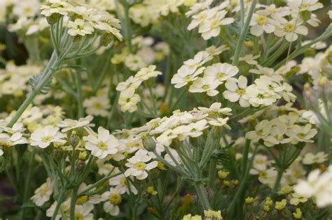 Achillea X Lewisii King Edward 1 Chris Poole Flickr