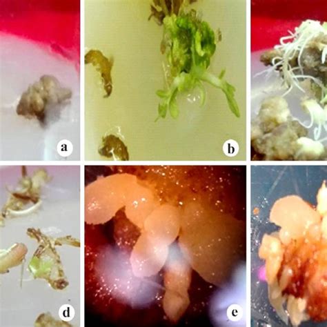 A F Plant Regeneration And Somatic Embryo Formation From Root Segment