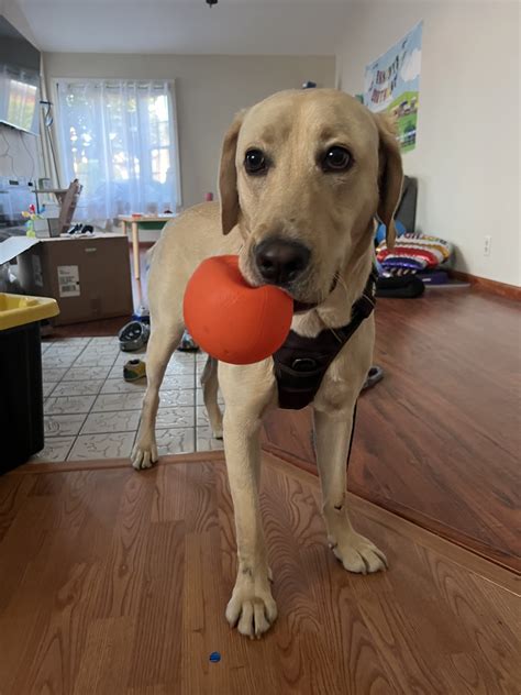 Labs Available from GGLRR Lab Rescue - or in the process of being adopted