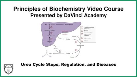 Urea Cycle Steps Regulation And Diseases Metabolism 16 Of 21 Youtube