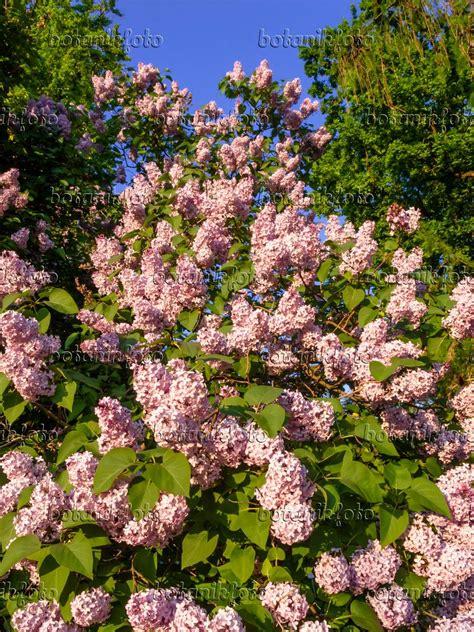 Image Common Lilac Syringa Vulgaris Images Of Plants And