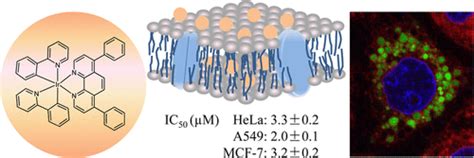 Membrane Localized Iridiumiii Complex Induces Endoplasmic Reticulum