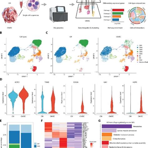 Scrna Seq Reveals That Hipsc Ec Coculture Up Regulates Hipsc Cm