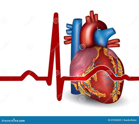 Human Heart Beat, Isolated On White Royalty Free Stock Images - Image ...