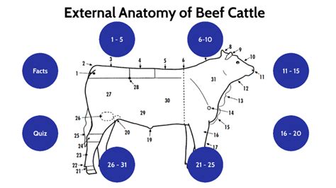 External Anatomy of Beef Cattle by Private Private on Prezi