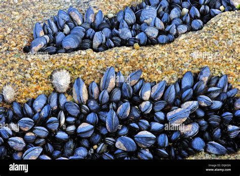 Bed Of Exposed Common Blue Mussels Mytilus Edulis On Rock At Low