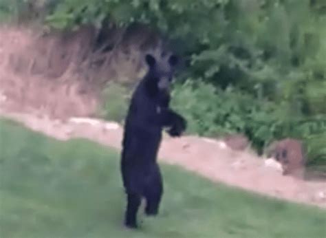 Bears in NJ Walk Like Humans (And We Have Video Proof) | WNYC | New ...