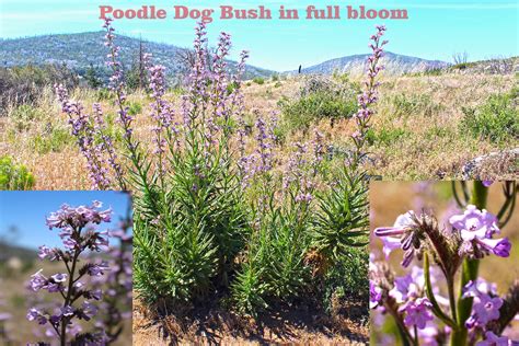 Poodle Dog Bush In Full Bloom I Hike San Diego