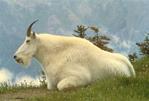 フリー写真画像: 男性、山ヤギ、動物、oreamnos、Americanus