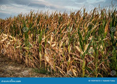 Drought Disaster Bad Corn Corn Field Agronomy Harvest Stock Photo