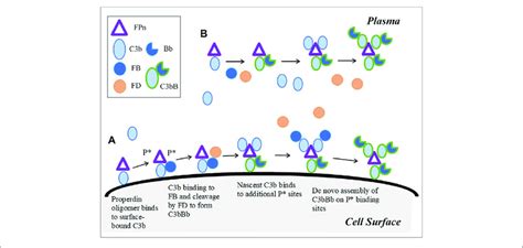 Model Implementation For Properdin Dynamics In Plasma And Cell