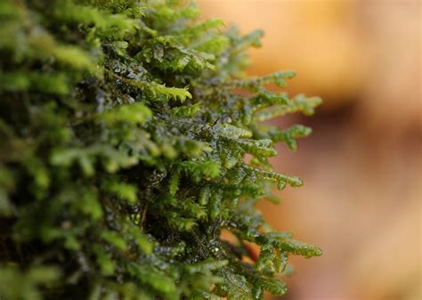 Leafy liverworts – Floral Finds