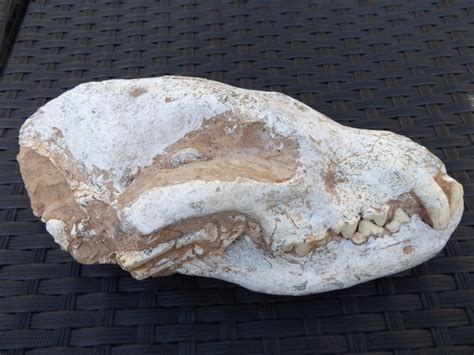 Fossil Skull Of A Hyena Ictitherium Sp 210 Mm Catawiki