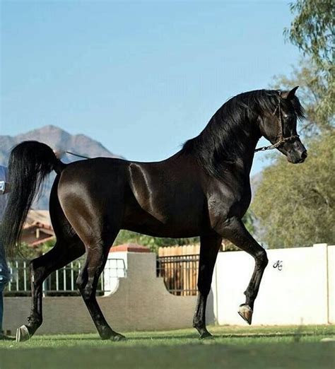 Black Arabian Horse