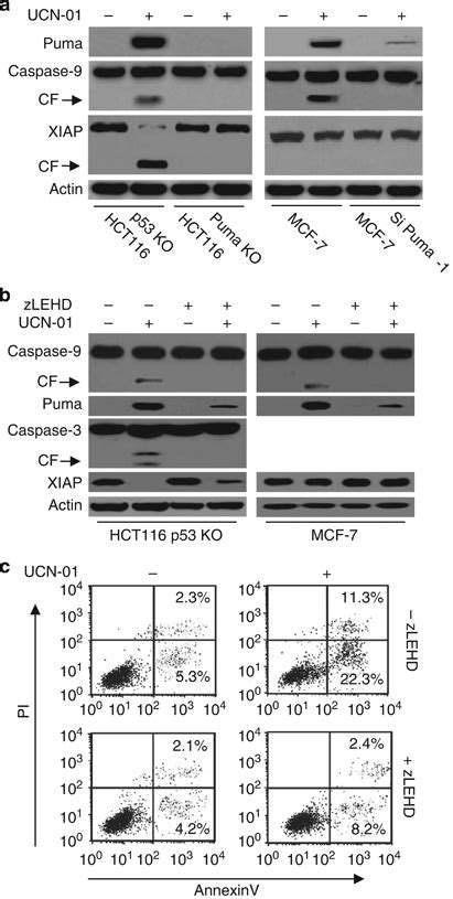 Caspase 9 Regulates Puma Induced Apoptosis A HCT116 P53 KO Puma KO