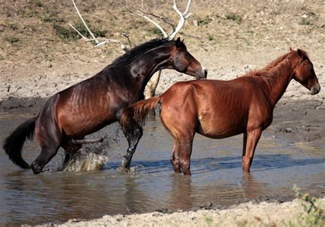 Reproduction Cheval Starnimo