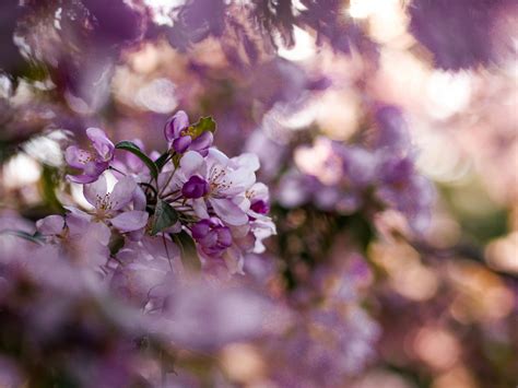 Gentle Living Healing Arts Center Peri Menopause