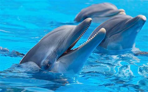 Dolphin Physiology | Dolphins World