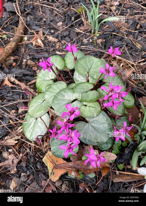 Cyclamen Hederifolium Uk Hi Res Stock Photography And Images Alamy