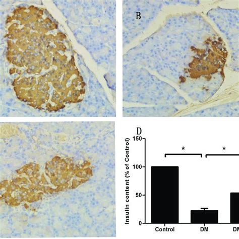 Immunohistochemical Staining Of Insulin From The Control Group A Dm