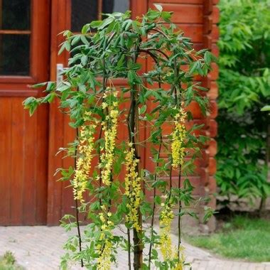 ДЕКОРАТИВНО-ЛИСТВЕННЫЕ ДЕРЕВЬЯ И КУСТАРНИКИ : Laburnum alpinum ...