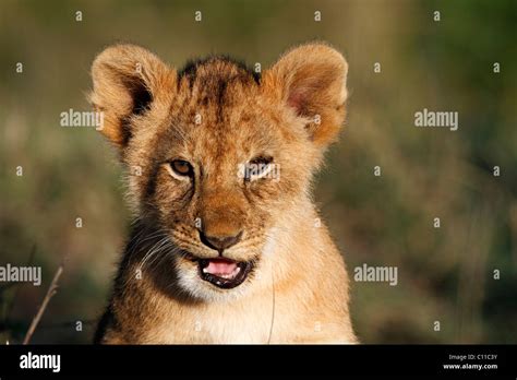 Lion Panthera Leo Cub Stock Photo Alamy