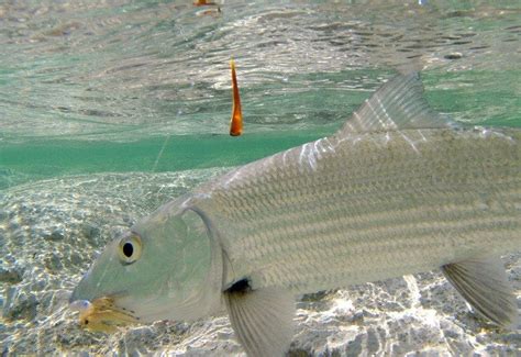 Bonefish Fishing Destinations | Outdoors International