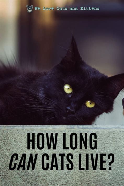 How Long Do Cats Live Average Cat Lifespan And Life Expectancy Explained