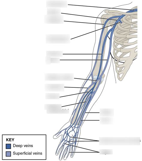 Venous Drainage Of Arm Diagram Quizlet