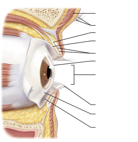 Identify The Accessory Structures Of The Eye Diagram Quizlet