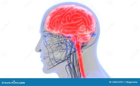 Rg O Central Do Sistema Nervoso Humano Brain Anatomy Ilustra O Stock