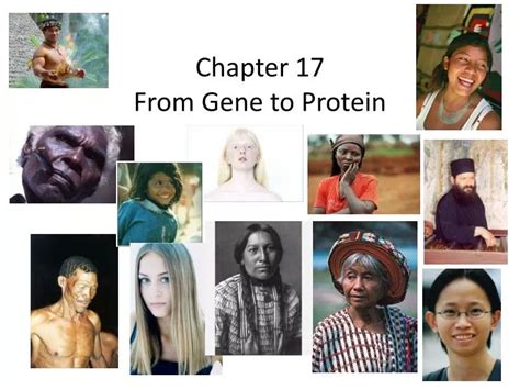 Ppt Chapter 17 From Gene To Protein Powerpoint Presentation Free Download Id2342438