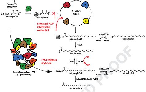 Figure 1 From Development Of An Orthogonal Fatty Acid Biosynthesis