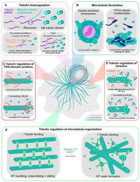 Figure From Impact Of The Tubulin Economy On The Formation And