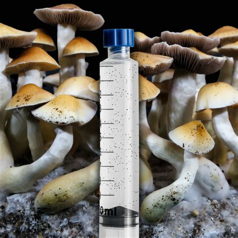 Jedi Mind Fuck Mushroom Spore Syringe JMF
