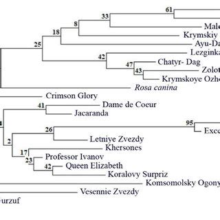 Dendrogram Built With The Neighbor Joining Nj Algorithm Based On