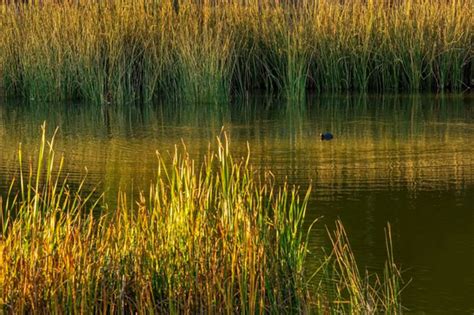 Los Humedales Como Estrategia Para El Manejo Integral Del Agua