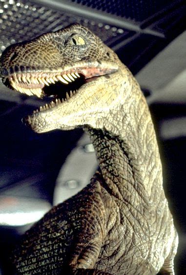 Velociraptorfilm Jurassic Park Wiki Fandom 55 Off