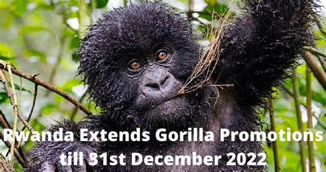 Rwanda Extends Gorilla Promotions Till 31st December 2022