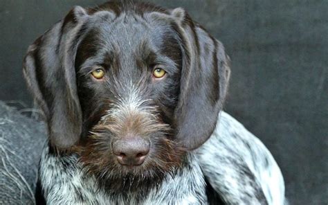 Top 15 Des Races De Chiens Au Poil Dur Toutoupourlechien