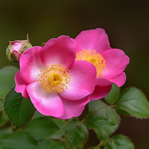 Rosa Canina Interstellar Blends Activate Your Super Powers