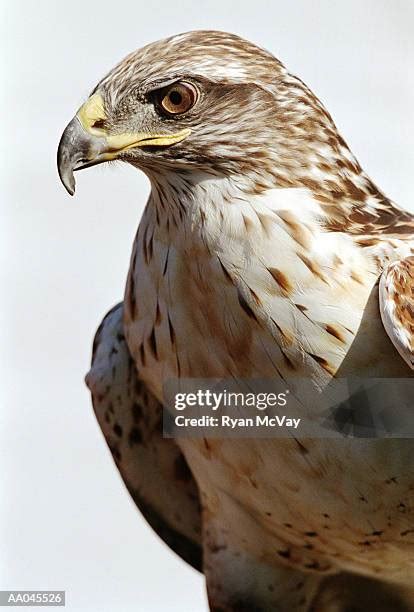 3,883 Hawk Eyes Stock Photos, High-Res Pictures, and Images - Getty Images