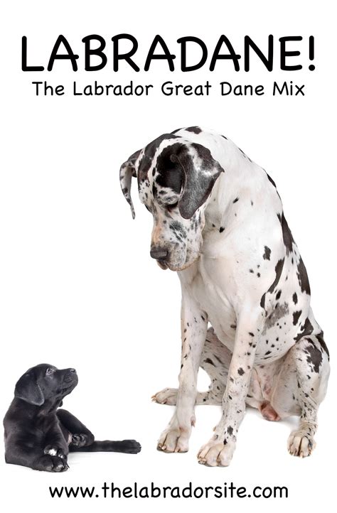 Great Dane Lab Mix Growth Chart at Paula Owens blog