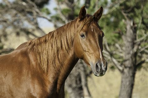 Australian Stock Horse Horse Breeds Horses Rare Horse Breeds