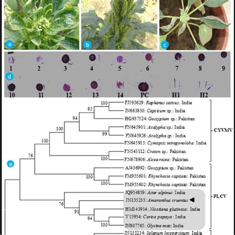 (PDF) Association of Papaya leaf curl virus with the leaf curl disease of grain amaranth ...