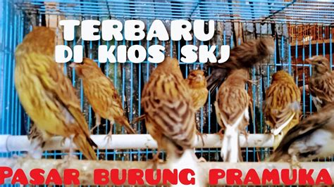 Terbaru Dari Kios Skj Pasar Burung Pramuka YouTube