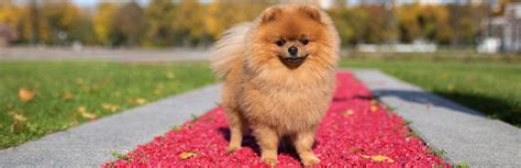 10 Most Beautiful Dog Breeds in the World | My Pet Needs That